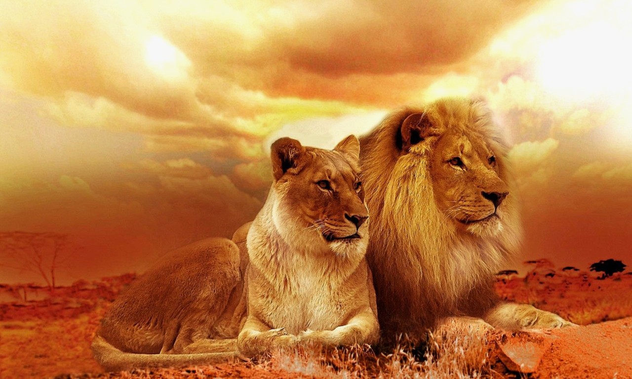 leaders en puissance tranquille Puissance tranquille pour leaders